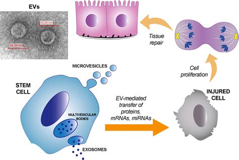 role of extracellular vesicles in stem cell biology american journal of physiology cell physiology