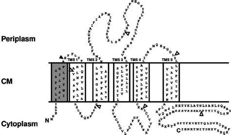 Proposed Membrane Topology Model Of Comb6 The Model Is Derived From