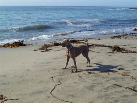 Can Dogs Go On Santa Cruz Wharf? 2