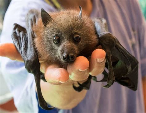 The Dire Situation With Flying Foxes