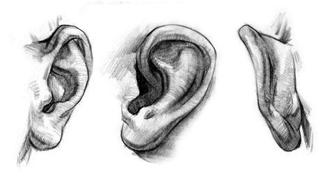 In This Video Tutorial I Dig Deep Into The Ears And Explore Ear Anatomy