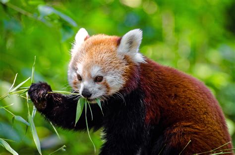 Free Images Nature Animal Wildlife Mammal Fauna Red Panda