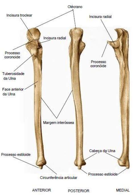 Acidentes Osseos Do Femur