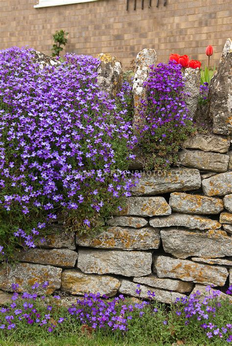 Plantings On Stone Wall In Spring Bloom Plant Flower Stock