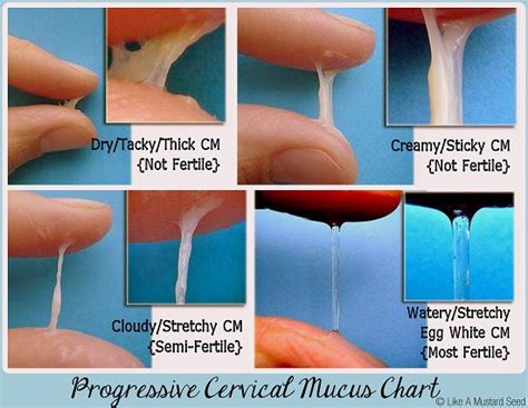 Progressiive Cervical Mucus Chart Glow Community