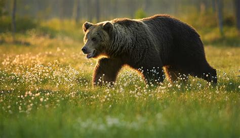 Yellowstone Grizzly Bears May Lose Protection My