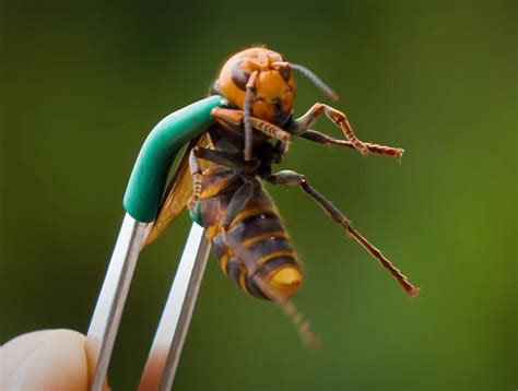 The Three Craziest Murder Hornet Videos You Ll See Today