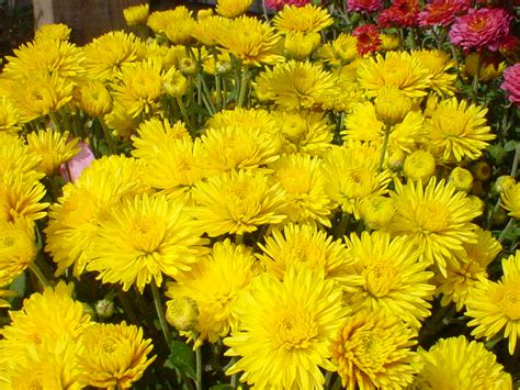 Choosing & combining flowers and greens. Fall Flowers: Mad About Mums | Bengert Greenhouses