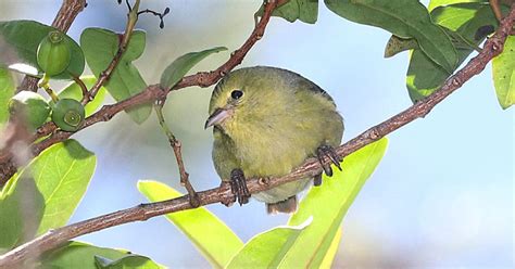 Identifying The Native Birds Of Kauai Omg Birds