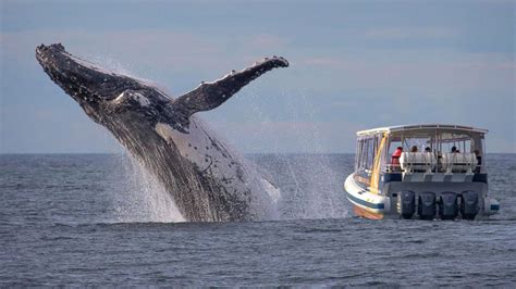 Photographer Snaps Incredible Pic Of Whale Breaching Just Feet From