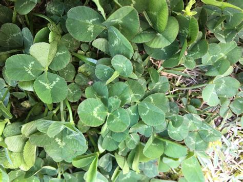 To get things done by pulling strings. 砂小日記: 4月 2018