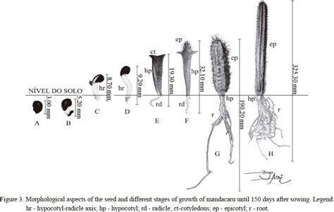 Do not water very frequently after planting to prevent transplant shock. Germination and morphology of fruits, seeds and plants of ...