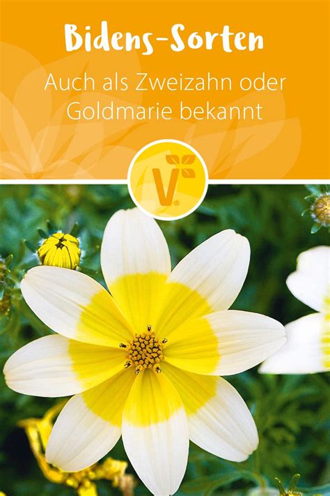 Jun 09, 2021 · mit bidens vorgänger donald trump wären viele themen nicht umsetzbar gewesen. Bidens, auch als Zweizahn oder Goldmarie bekannt, gehören ...
