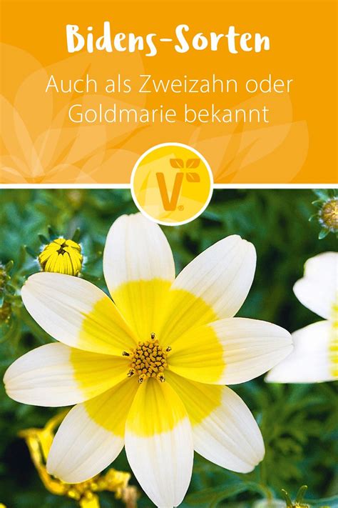 Blume tagetes apache beggarticks pflege. Bidens, auch als Zweizahn oder Goldmarie bekannt, gehören ...