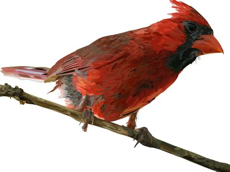 Pied Northern Cardinal Png Png Mart