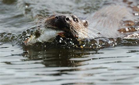 Otter Ric Hopkins 2011 Flickr