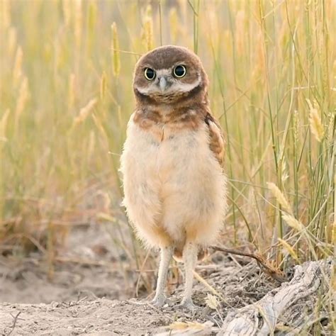 Interesting Fact About Burrowing Owl Pet Birds Owl Beautiful Birds