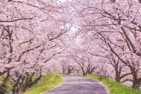 Cherry Blossom Forecast 2023 — Travel Japan With Amnet