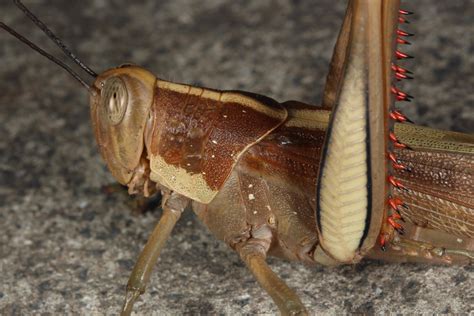 The Giant Grasshopper Valanga Irregularis Is The Largest Grasshopper Species In Australia R