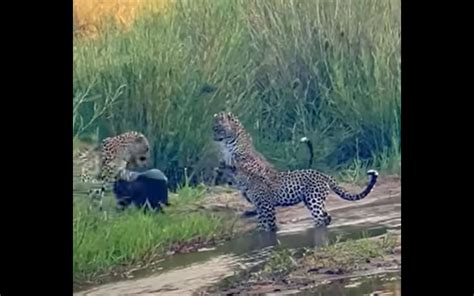 Honey Badger Fights Three Leopards In Greater Kruger