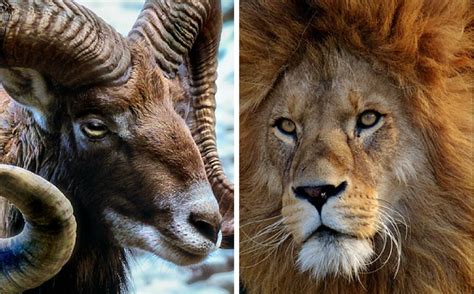 You will try your best to remain energetic. Are Aries and Leo A Good Match? | astroligion.com