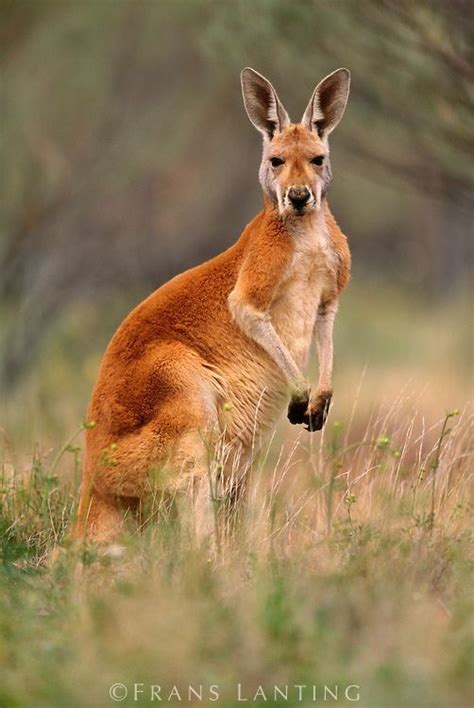 Red kangaroo, Australia. #animals #kangaroo | Australian native animals