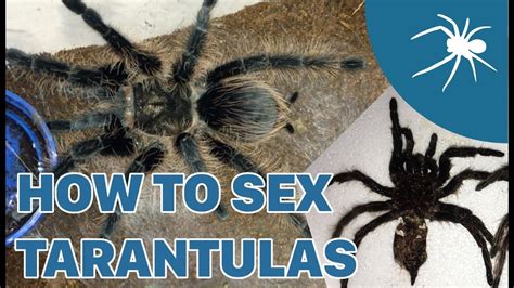 How To Sex A Tarantula Brachypelma Albopilosum Youtube