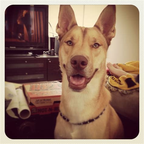 The Enigma of the Reagle Beagle: Unraveling Its Mysteries – Ask Pet Guru