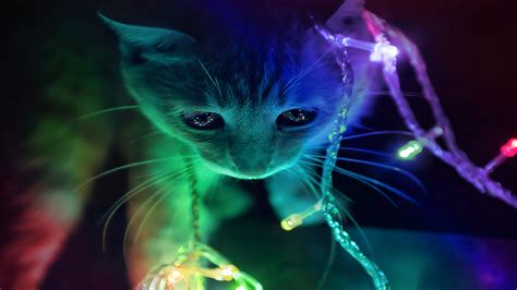 35 Top Inspirasi Cute Cat 3d Wallpaper