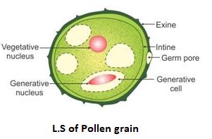Describe The Structure Of Pollen Grain In Detail