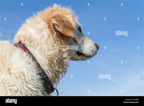 Looking Up At Golden Retriever Against Bright Blue Sky Stock Photo Alamy