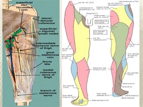 Cutaneous Innervation Of Lower Limb