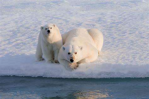 Best Time To Visit The Arctic Discover The World