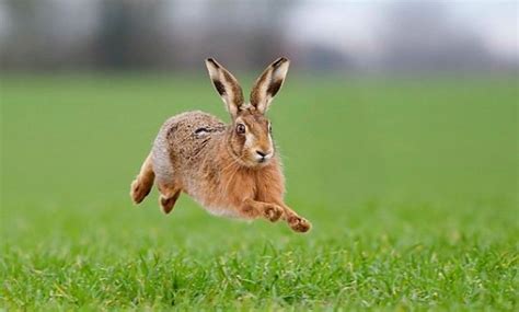 21 Highest Jumping Animals In The World