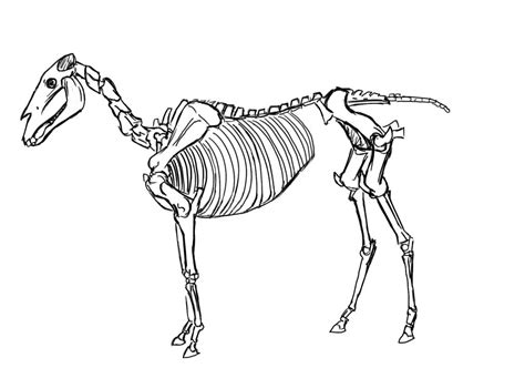 Horse Skeleton Drawing At Getdrawings Free Download