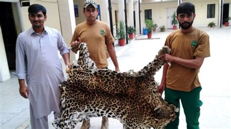 نایاب جانور پاکستان میں برفانی تیندوے سمیت معدومیت کے خطرے سے لاحق