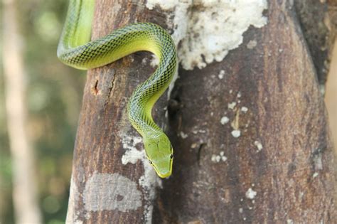 Green Tree Snake Thailand Line Free Photo On Pixabay Pixabay