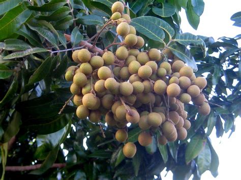 Maybe you would like to learn more about one of these? Inside Indonesia