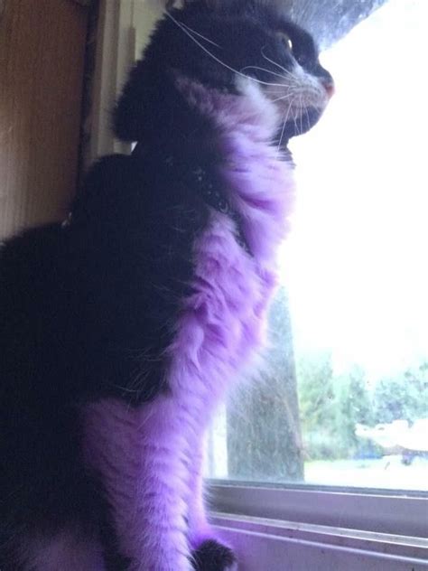 Majestic Purple Cat Surveying The Surrounding Lands Vegan Animal
