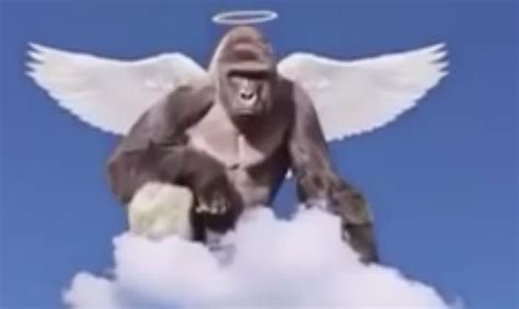 Harambe The Meme That Refused To Die Technology The Guardian