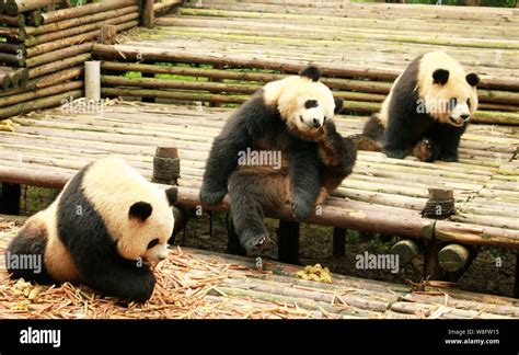 Giant Pandas Rest On A Wooden Stand At The Chengdu Research Base Of