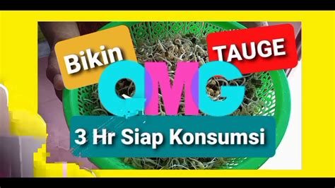 Sajian ini selain nikmat juga baik untuk kesehatan, terutama pencernaan karena kandungan serat didalamnya yang baik untuk. CARA MEMBUAT TAUGE 3 HARI SIAP KONSUMSI - YouTube