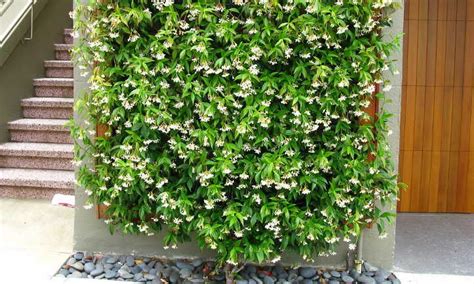 Star Jasmine: A Fragrant And Vigorous Climber | Epic ...