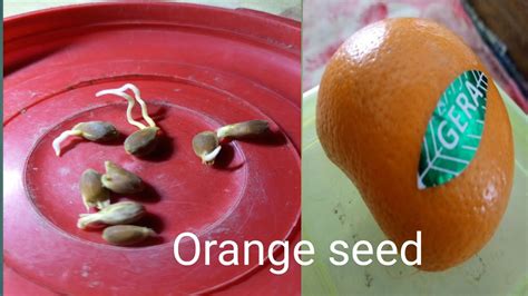 Grow Orange Seed Fast Andeasy Wayhow To Grow Orange From Seeds Gedminate