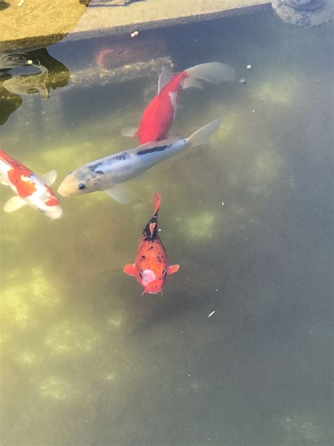 One Of My Koi Fish Has A Large Lesion On Its Head The Fish Are Just