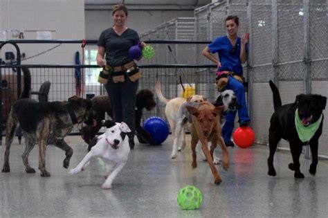 Choosing the Perfect Daycare for Your Furry Dog Friend - Tipp to Tail
