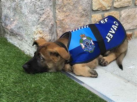 German Shepherd Police Dog Puppies Petsidi