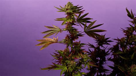 Best Way To Grow Cannabis Indoors Without Lights Nobullshitseedscom