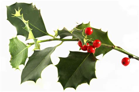 We welcome you to the salon to see the latest toyota models closely, or contact us at 0692081554. Ruscus aculeatus Radix - Butcher's Broom - Racine Petit ...