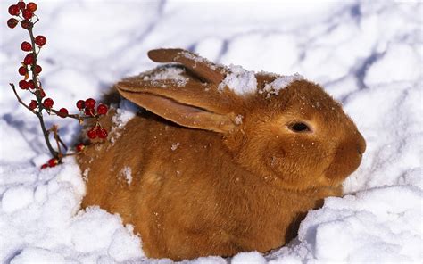 46 Animals In The Snow Wallpaper Wallpapersafari